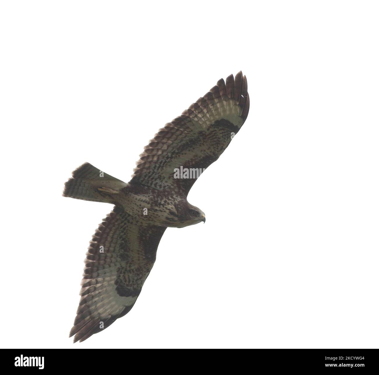 Dark Brown Juvenile Feathers Cut Out Stock Images Pictures Alamy dark-brown-juvenile-feathers-cut-out-stock-images-pictures-alamy