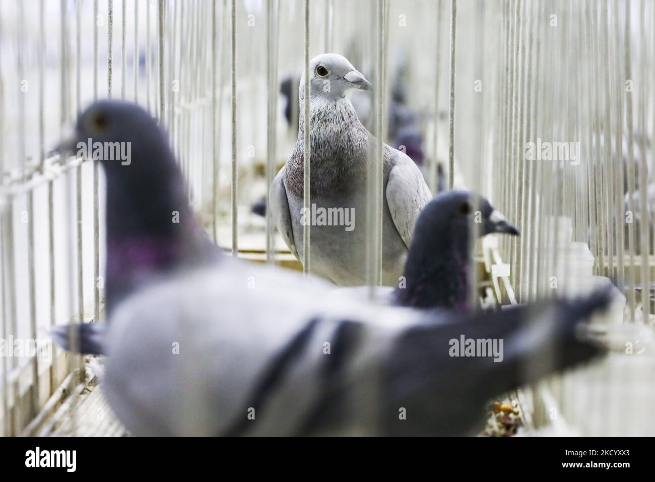 Racing pigeons expo pigeons hires stock photography and images Alamy