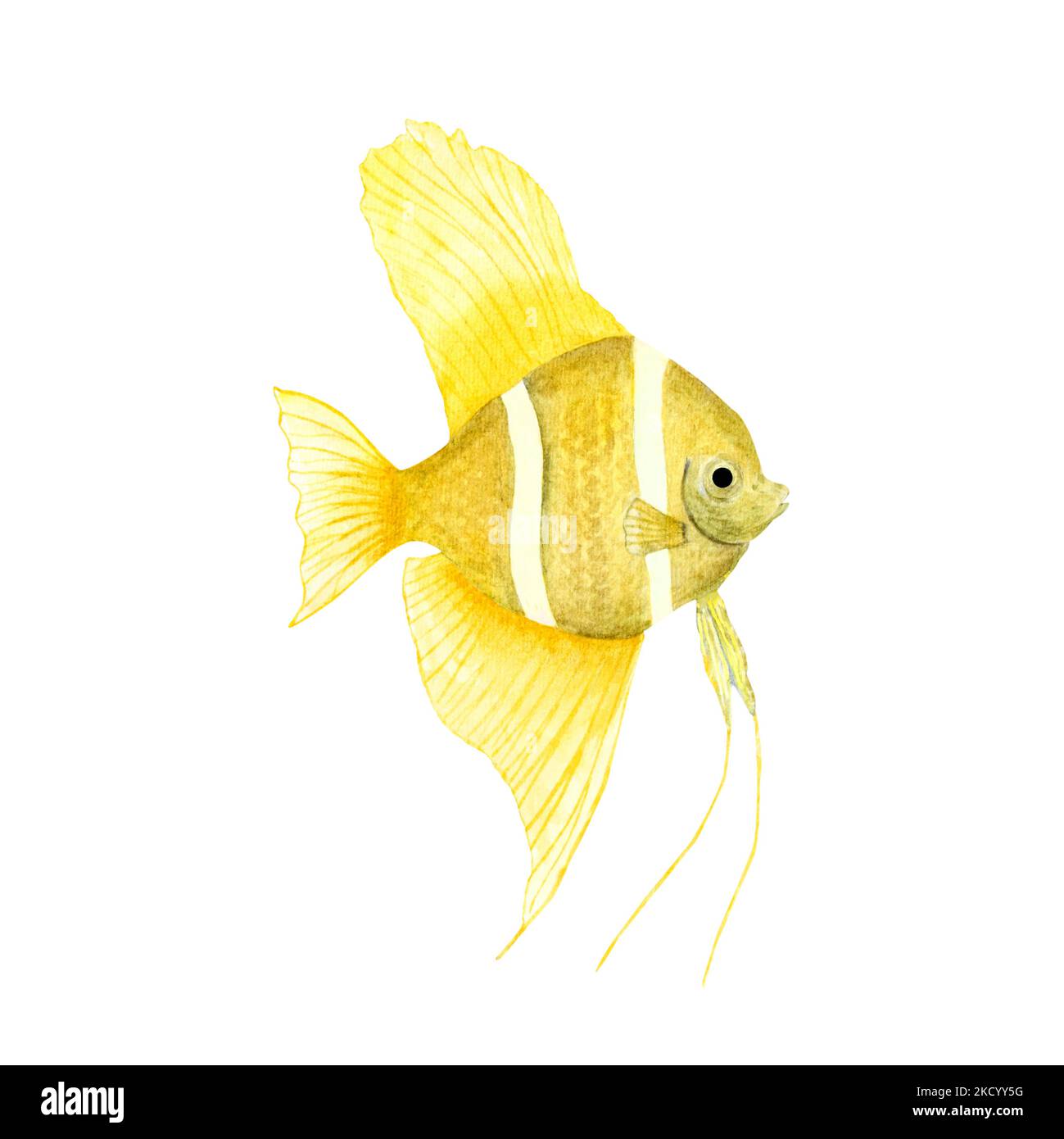 Tropical fish, in a watercolor style isolated on white background. Angelfish for banner, poster, print, postcard, textile, template, card Underwater Stock Photo