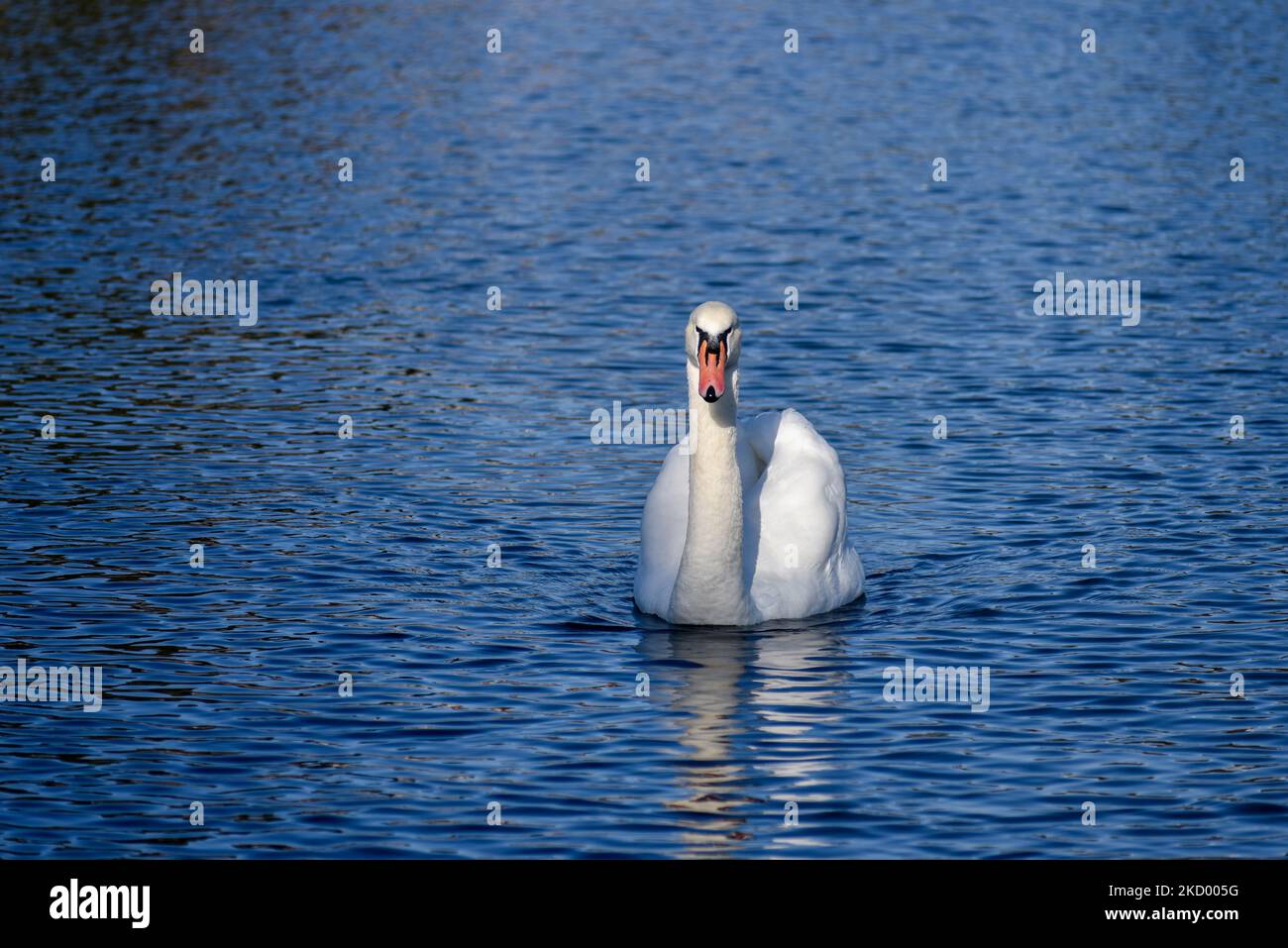 Beautiful swan swims towards the photographer creating ripples and a reflection in the blue lake Stock Photo