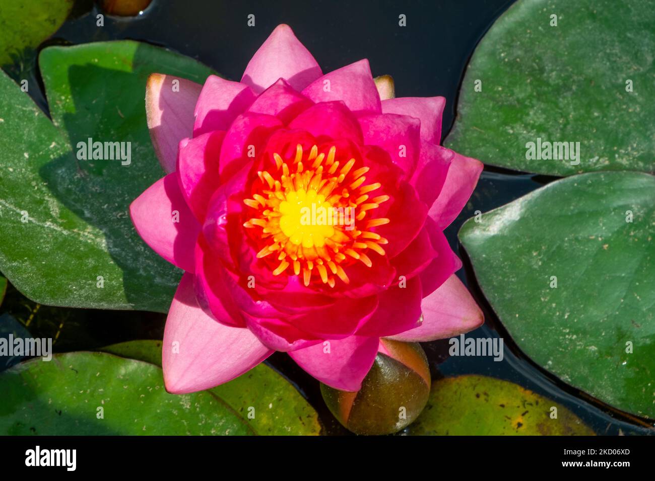 A single pink Water Lily in summer sunshine Stock Photo