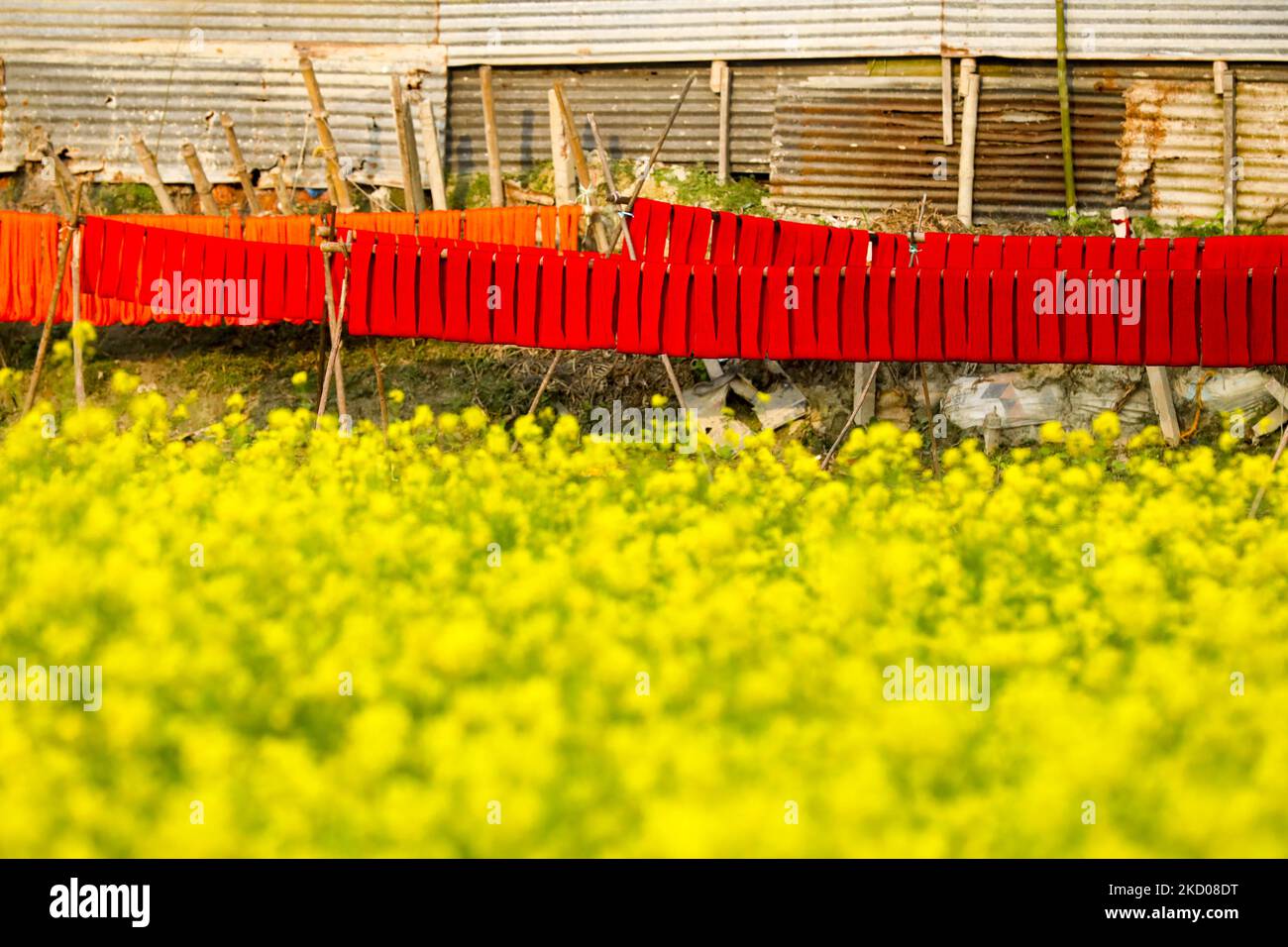 Colourful yarn can be seen hung up to dry in Sirajganj, Bangladesh on 05 January 2022. The yarn is used to make towels and can be seen around the houses of local craftspeople after they mix the dye. (Photo by Kazi Salahuddin Razu/NurPhoto) Stock Photo