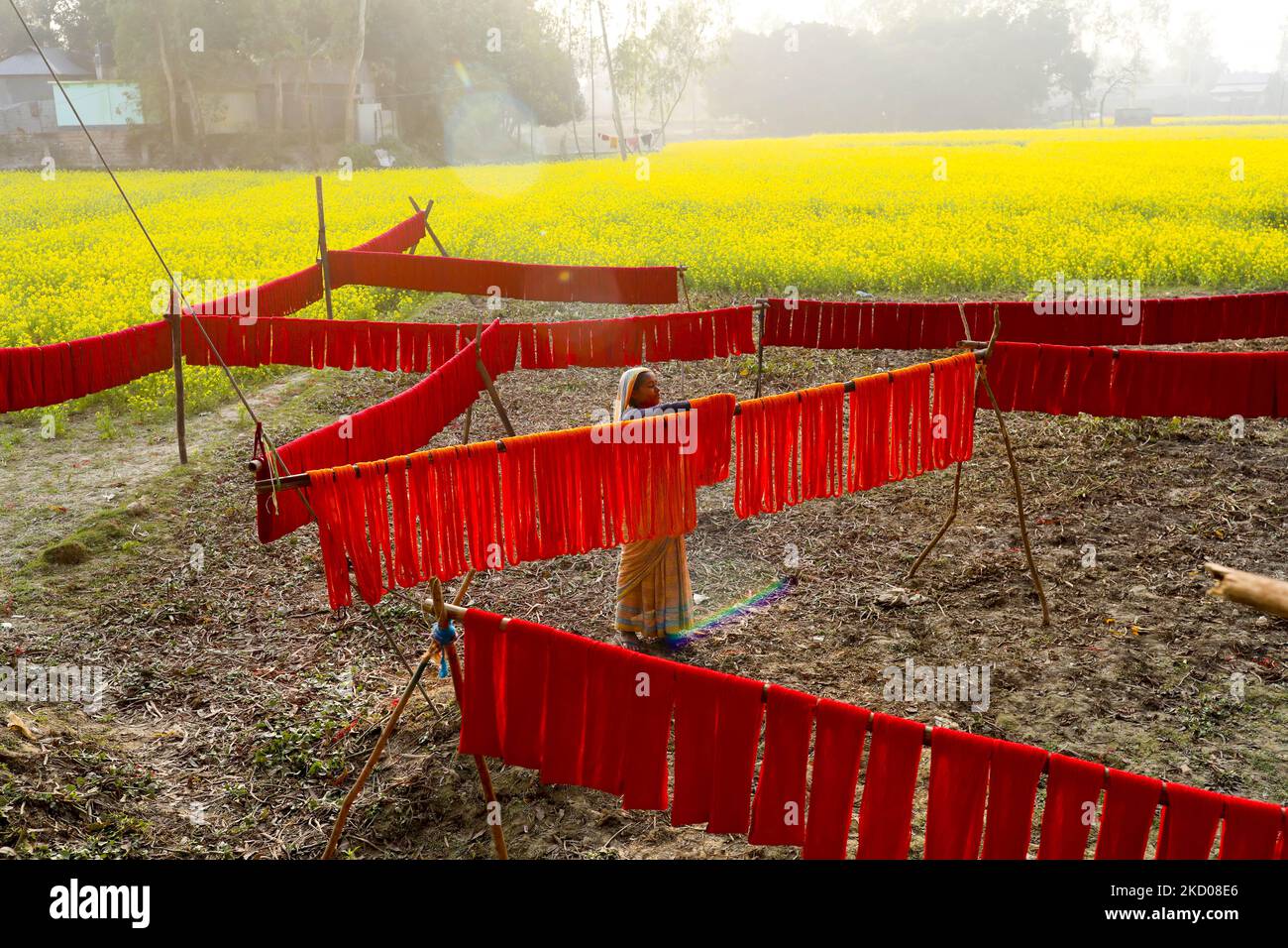 Colourful yarn can be seen hung up to dry in Sirajganj, Bangladesh on 05 January 2022. The yarn is used to make towels and can be seen around the houses of local craftspeople after they mix the dye. (Photo by Kazi Salahuddin Razu/NurPhoto) Stock Photo