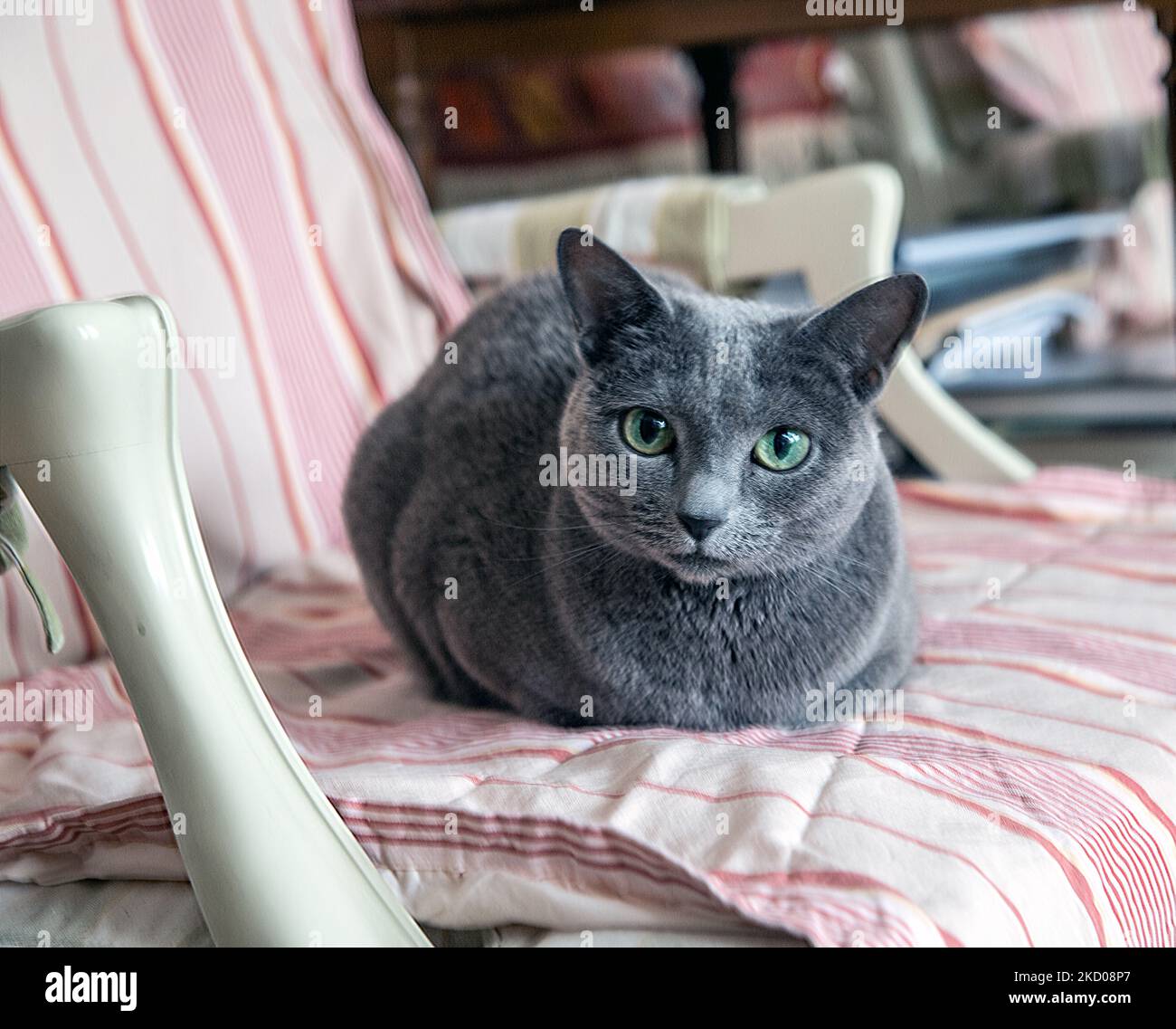 Russian Blue cat on a chair Stock Photo