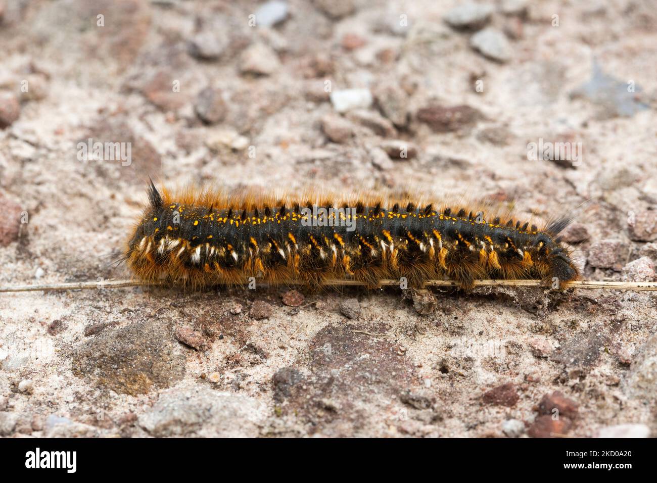 Drinker Euthrix potatoria, larva walking along the ground, Tarr Steps, Somerset, UK, May Stock Photo