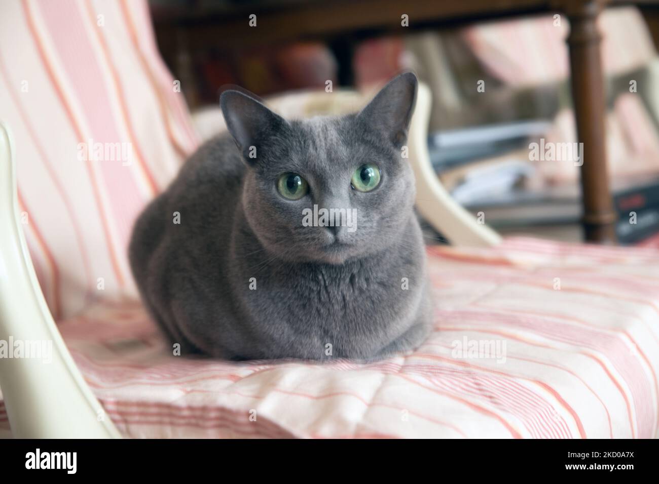 Russian Blue cat on a chair Stock Photo