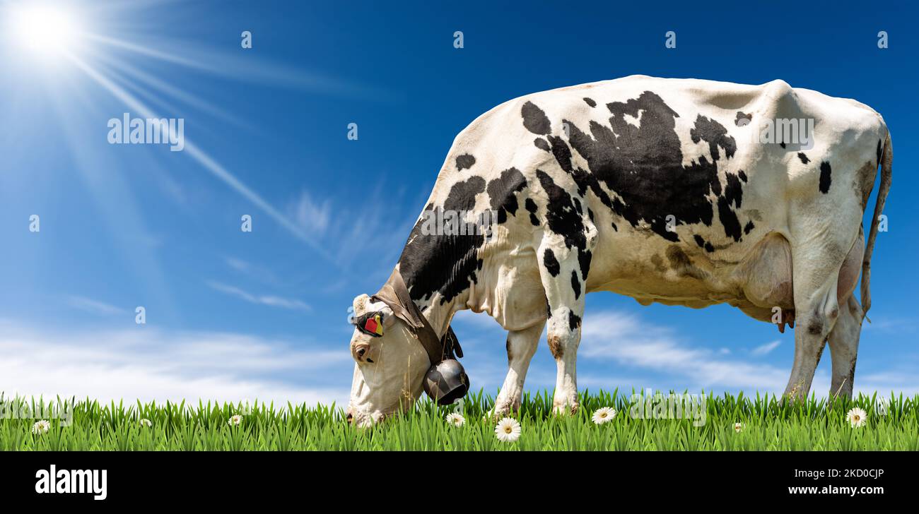 White and black dairy cow with cowbell on a green pasture with daisy ...