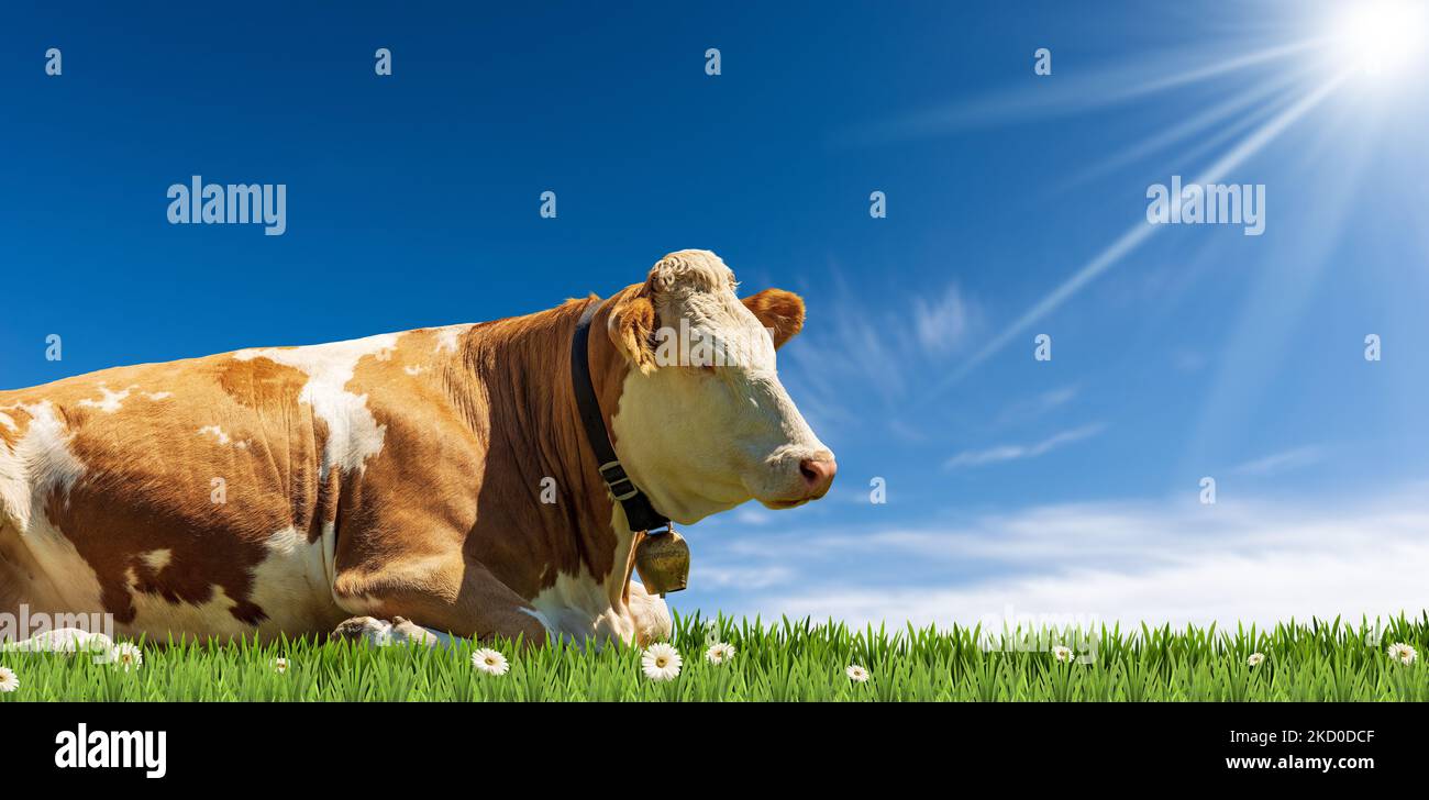 Dairy cow with cowbell on a green pasture (green grass and daisies ...