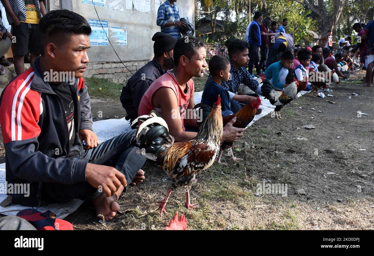 Villagers hold cocks for the traditional cock fight in Morigaon district of  Assam , India on Jan 15,2022. (Photo by Anuwar Hazarika/NurPhoto Stock  Photo - Alamy