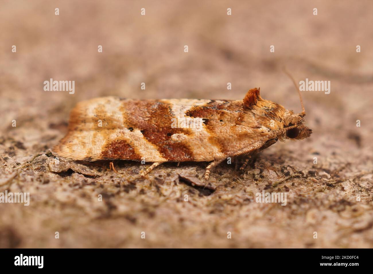 Detailed closeup on a small brown Tortricid Heater moth, Argyrotaenia ljungiana Stock Photo
