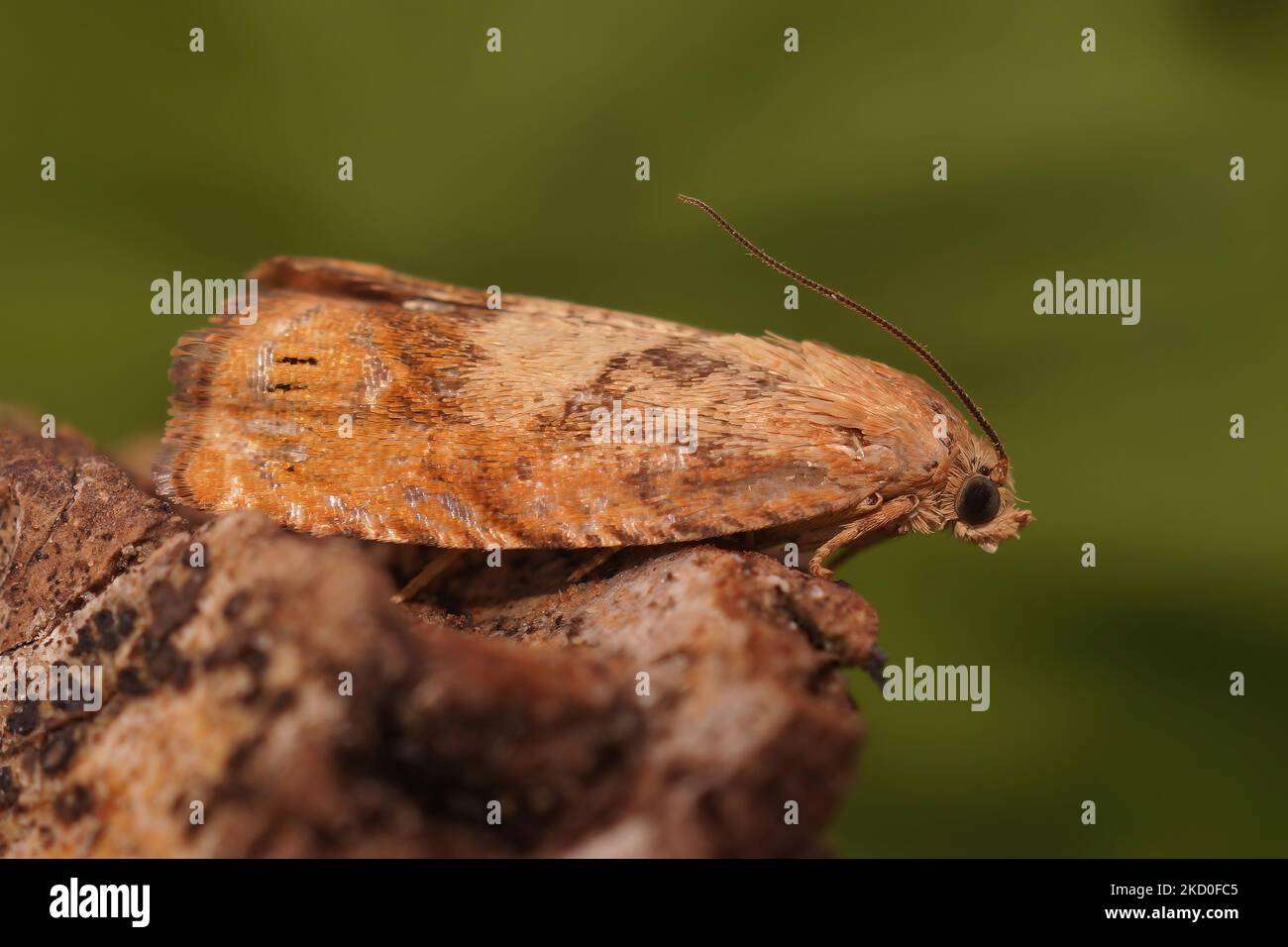 Detailed closeup on the the rusty oak tortricid moth, Cydia amplana , sitting on wood Stock Photo