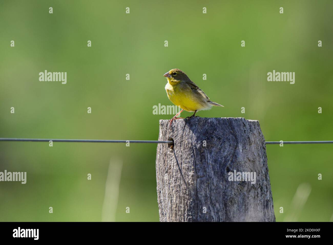 .Saffron Yellow Finch.Sicalis flaveola.Patagonia Argentina Stock Photo