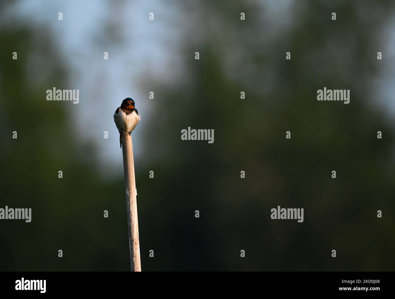 The barn swallow is a distinctive small passerine bird (weighs 16-22 g), migrates to the Indian subcontinent, also the breeders of winter across Asia from India and Sri Lanka. Swallows are very attractive species of bird that feeds on flying insects like Swift and Martin. This photo was taken in a wetland at Fataipur, West Bengal; India on 15/01/2022. (Photo by Soumyabrata Roy/NurPhoto) Stock Photo