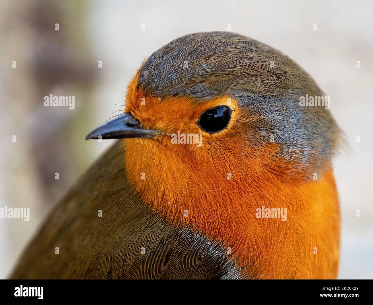 A friendly robin poses and peers into the camera, full of curiosity and interest. The bird is so close that even the texture of its feathers is visible Stock Photo