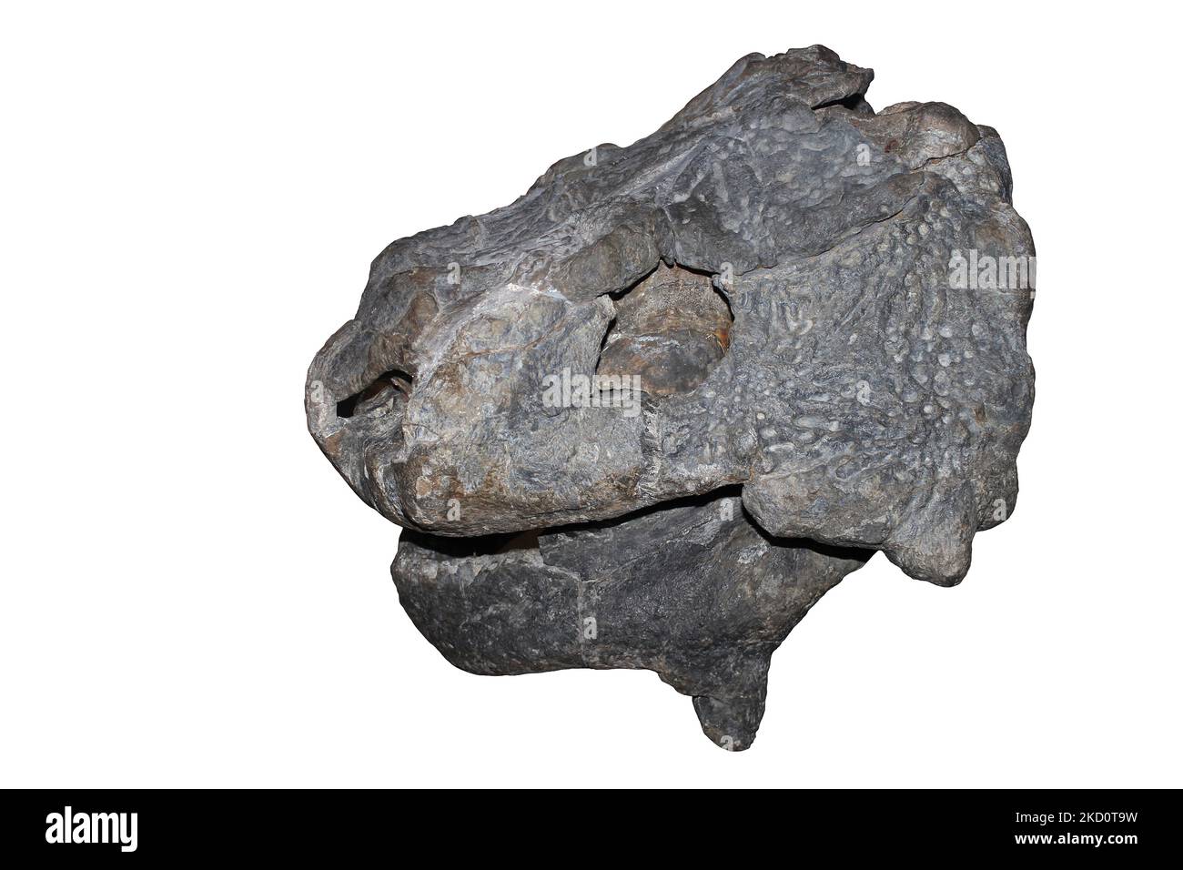 Bradysaurus baini skull Stock Photo