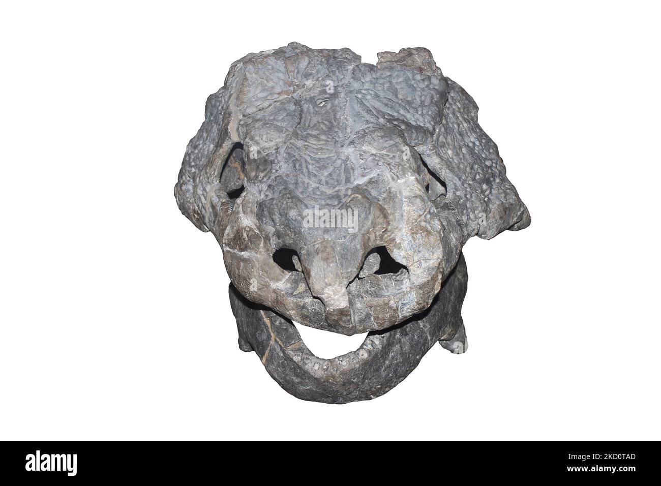 Bradysaurus baini Skull Stock Photo