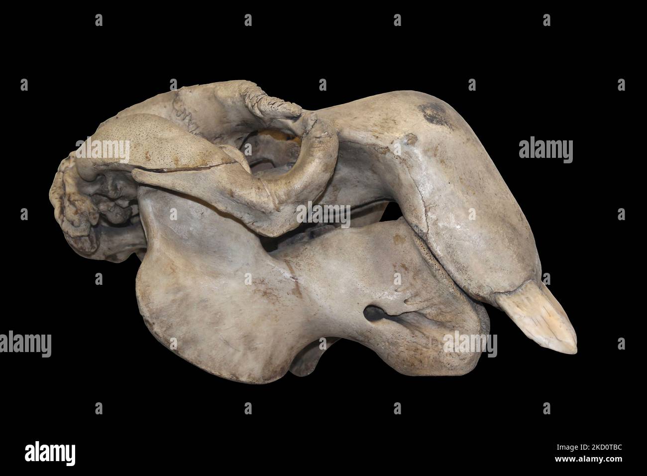 Dugong (Dugong dugon) - male skull Stock Photo