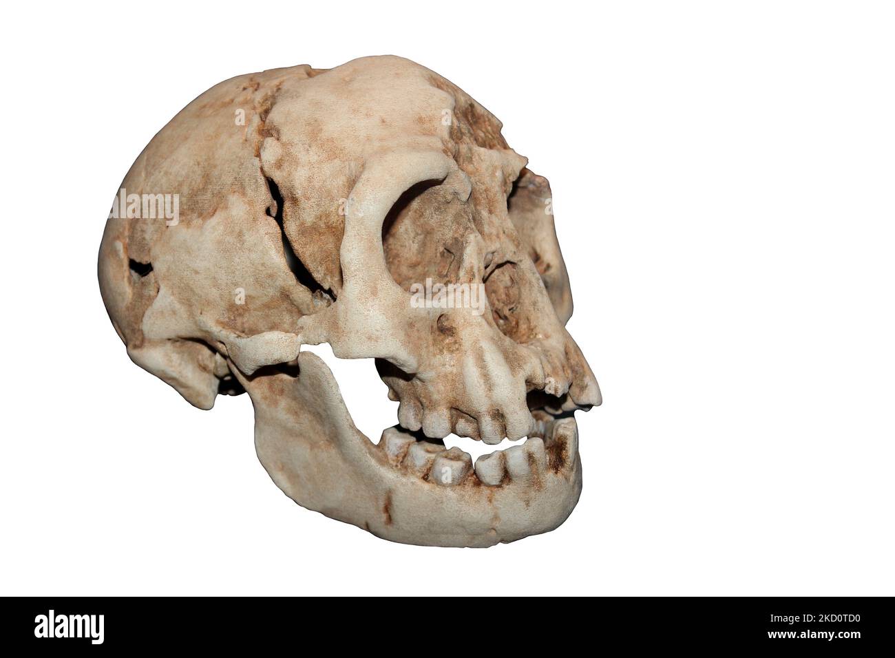 Homo floresiensis ('Flores Man'; nicknamed 'hobbit') Stock Photo