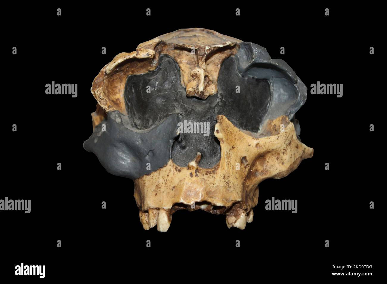 Homo antecessor Skull Stock Photo