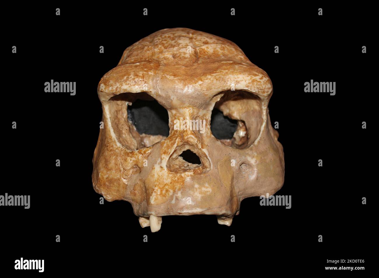 Homo erectus adult man Sangiran, Java, Indonesia Stock Photo