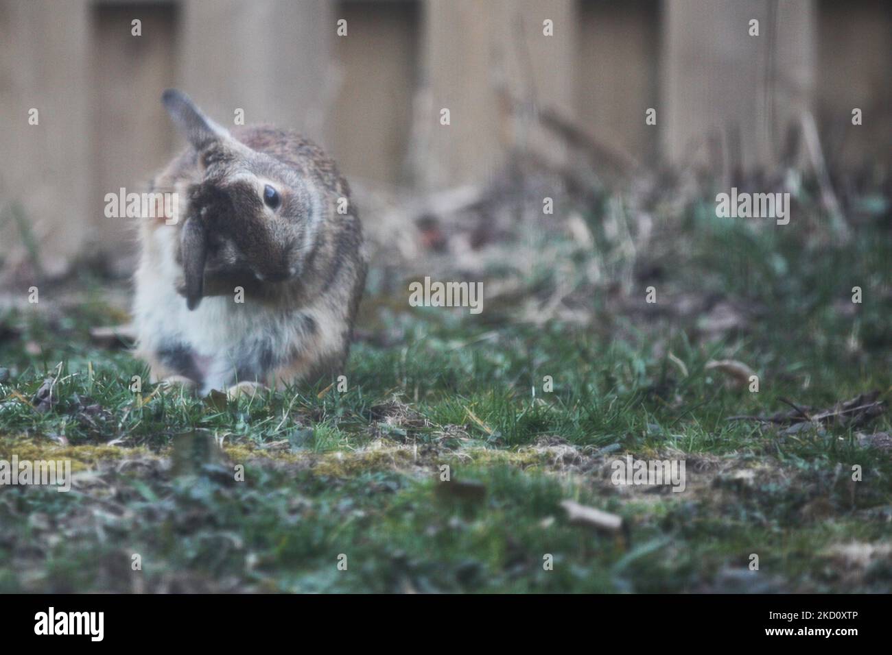 Nuttall’s cottontail hi-res stock photography and images - Alamy