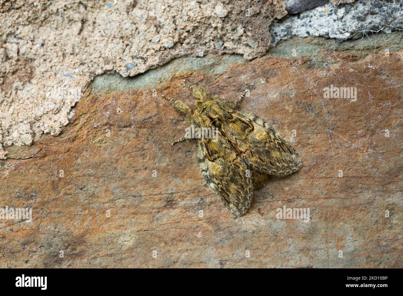 Great prominent Peridea anceps, imago resting on wall, Tarr Steps, Somerset, UK, May Stock Photo