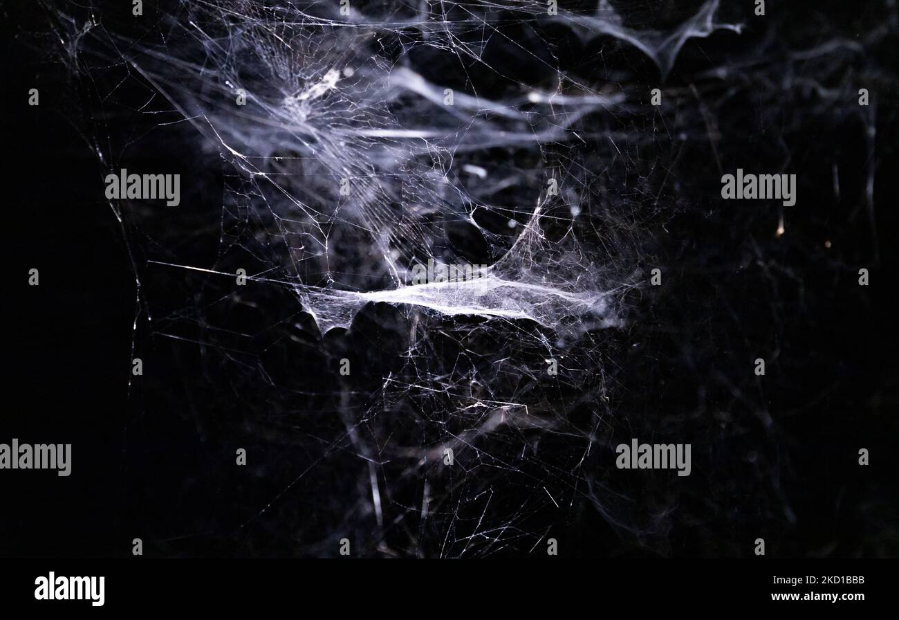 A picture of multiple spider webs on display at the Rijksmuseum, as ...