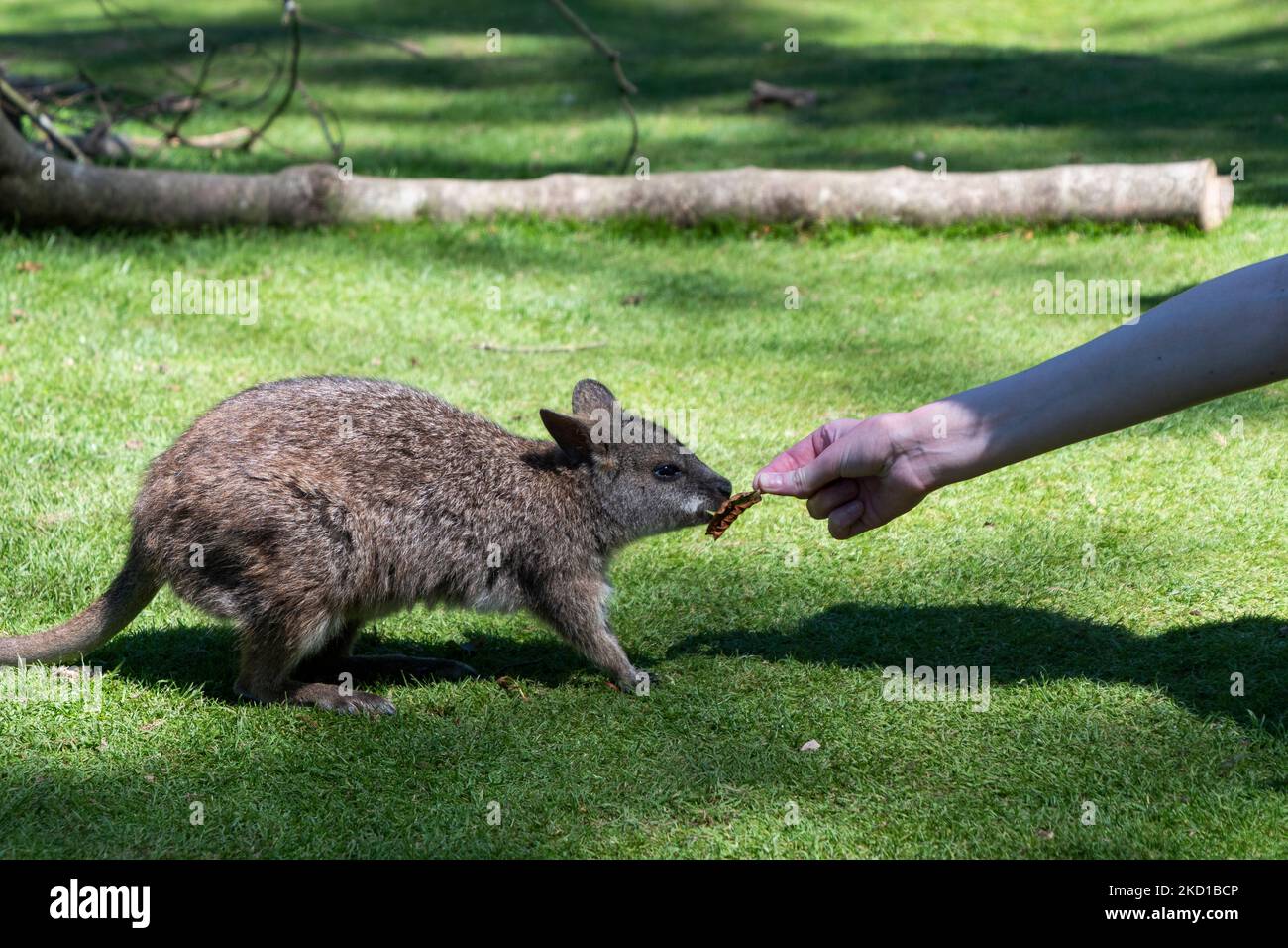 A Wallaby Photographed At Manor Wildlife Park In Tenby West Wales a-wallaby-photographed-at-manor-wildlife-park-in-tenby-west-wales
