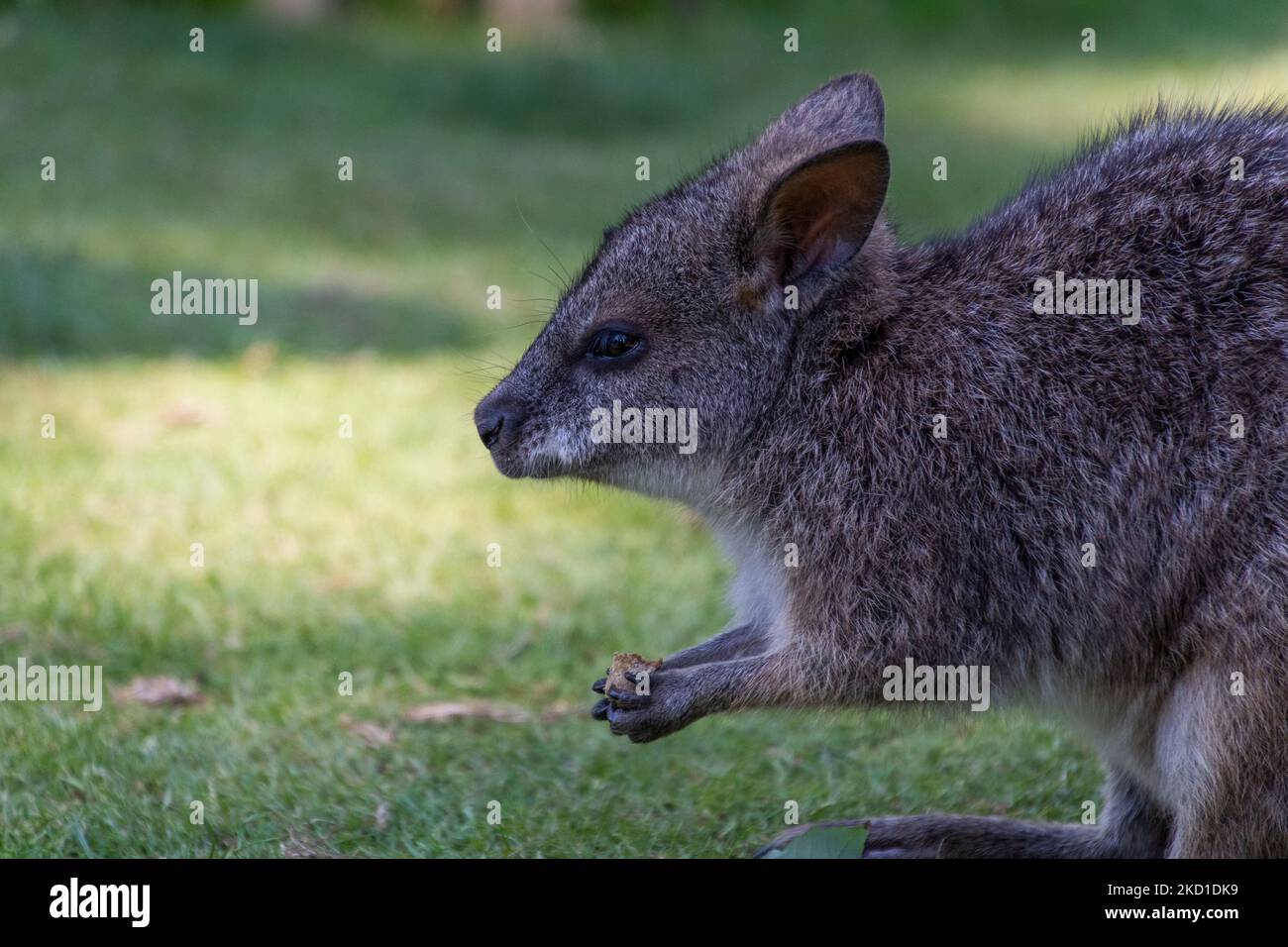 A Wallaby Photographed At Manor Wildlife Park In Tenby West Wales a-wallaby-photographed-at-manor-wildlife-park-in-tenby-west-wales