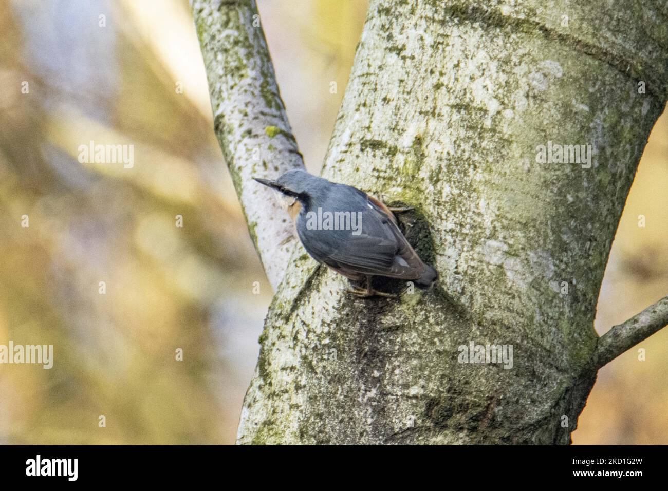 The Eurasian nuthatch or wood nuthatch - Sitta europaea- a small passerine bird as seen spotted perched on the tree branches in a forest with a lake pond in the nature, the natural habitat environment for birds near the urban environment of Eindhoven in Park Meerland near Meerhoven. Eindhoven, the Netherlands on January 29, 2022 (Photo by Nicolas Economou/NurPhoto) Stock Photo