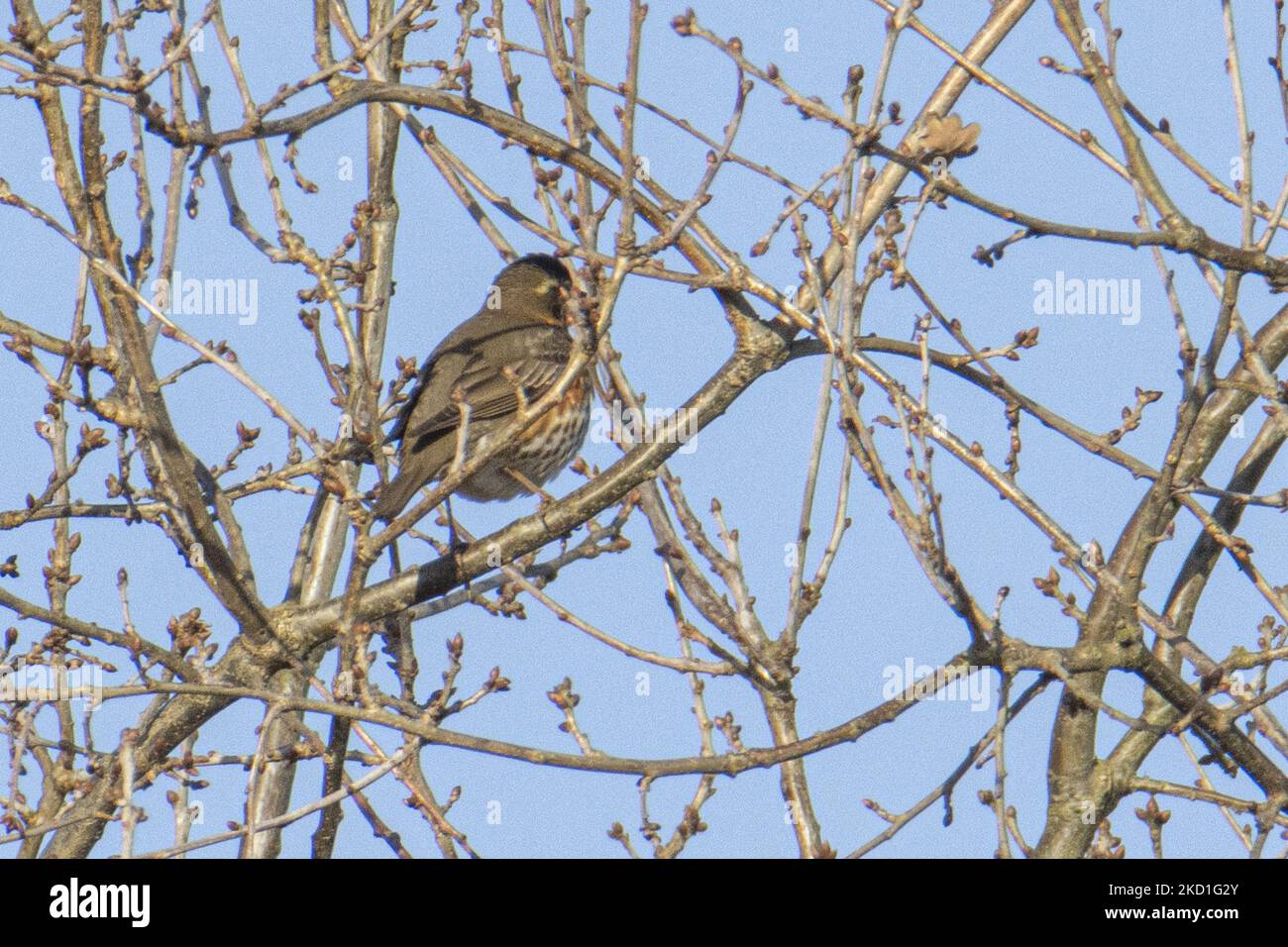 The redwing - Turdus iliacus is a bird in the thrush family, Turdidae spotted perched on the branches of tree and bushes in a forest with a lake pond in the nature, the natural habitat environment for bird near the urban environment of Eindhoven in Park Meerland near Meerhoven. Eindhoven, the Netherlands on January 29, 2022 (Photo by Nicolas Economou/NurPhoto) Stock Photo