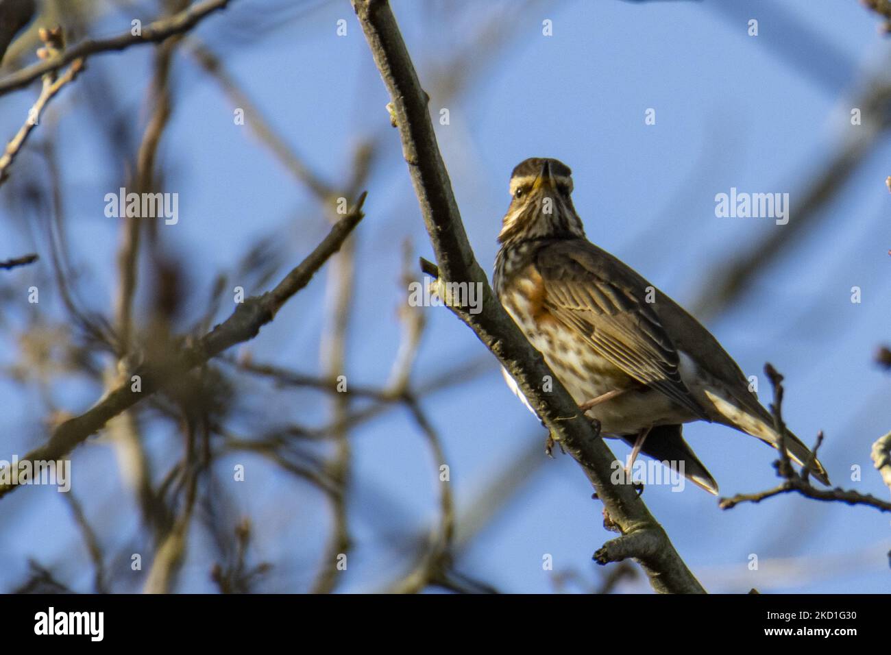 The redwing - Turdus iliacus is a bird in the thrush family, Turdidae spotted perched on the branches of tree and bushes in a forest with a lake pond in the nature, the natural habitat environment for bird near the urban environment of Eindhoven in Park Meerland near Meerhoven. Eindhoven, the Netherlands on January 29, 2022 (Photo by Nicolas Economou/NurPhoto) Stock Photo