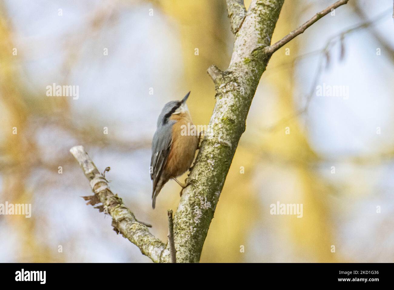 The Eurasian nuthatch or wood nuthatch - Sitta europaea- a small passerine bird as seen spotted perched on the tree branches in a forest with a lake pond in the nature, the natural habitat environment for birds near the urban environment of Eindhoven in Park Meerland near Meerhoven. Eindhoven, the Netherlands on January 29, 2022 (Photo by Nicolas Economou/NurPhoto) Stock Photo