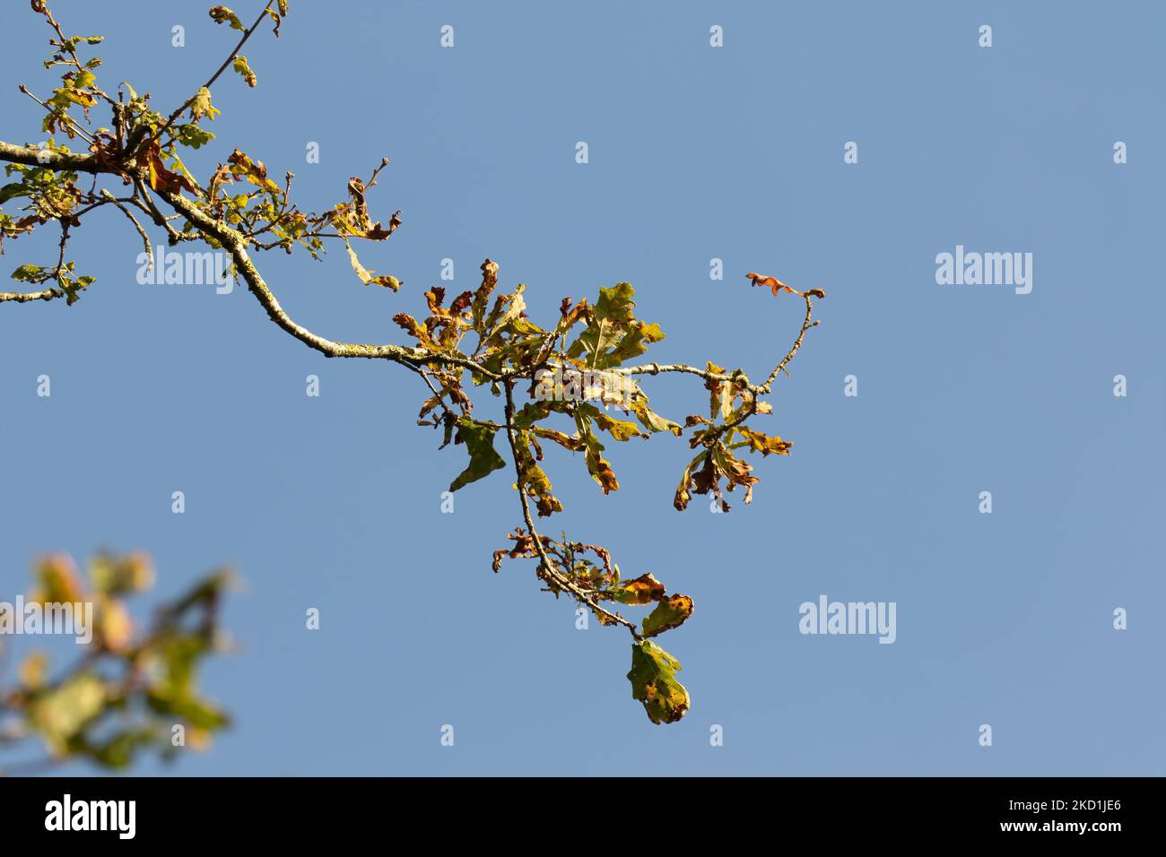 English oak autumn leaves quercus robur hi-res stock photography and ...