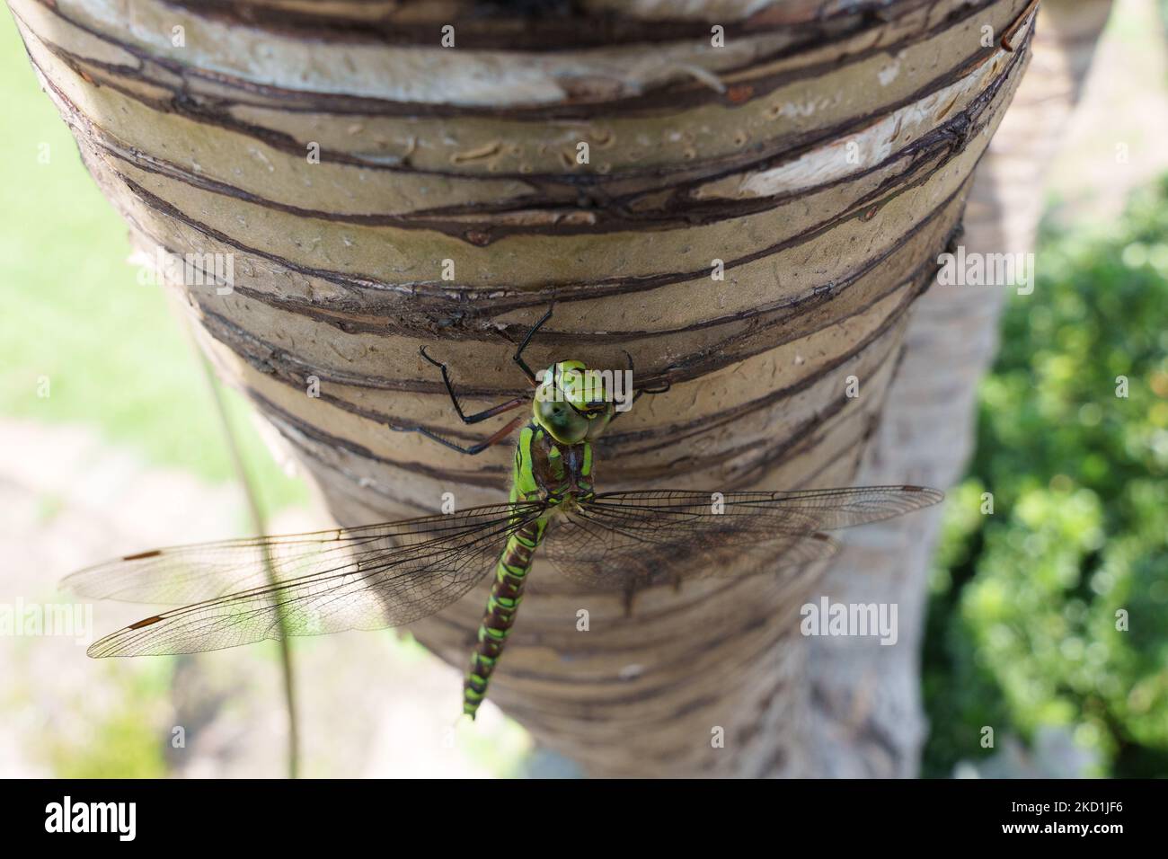 A closeup shot of a green dragonfly with a long tail perched on a tree ...