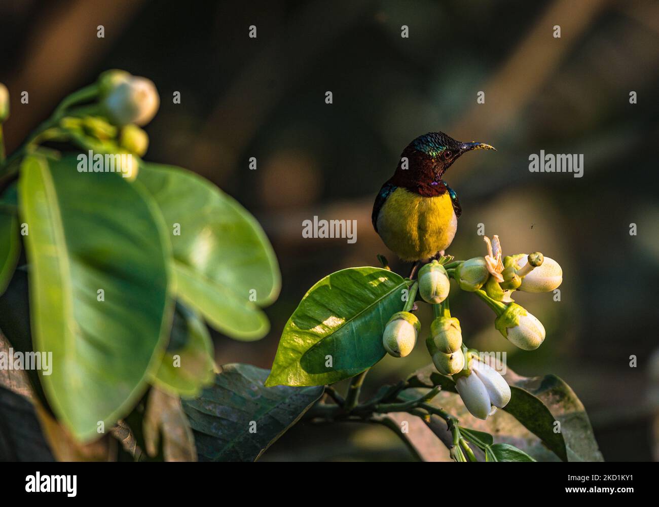 A male purple-rumped sunbird (Leptocoma zeylonica) is suck nectar from pomelo (Citrus maxima) flowers at Tehatta, West Bengal; India on 31/01/2022. (Photo by Soumyabrata Roy/NurPhoto) Stock Photo