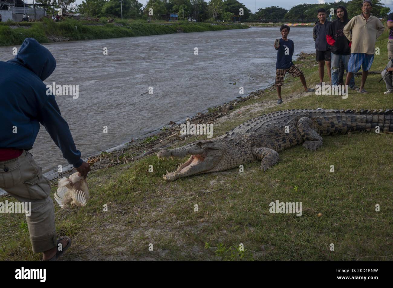 A resident feeds chickens to a wild crocodile measuring about four ... Biology Diagrams