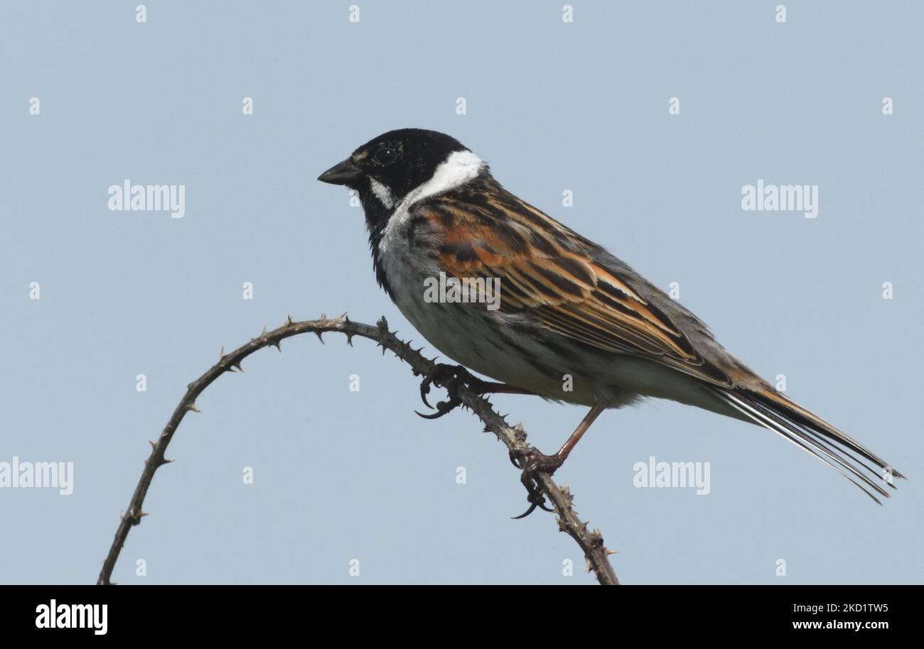 A male common reed bunting (Emberiza schoeniclus) sings from the top of a bramble shrub. . Dungeness, Kent, UK. Stock Photo