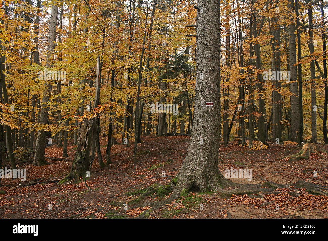 A beautiful autumn landscape with golden trees in the forest Stock ...