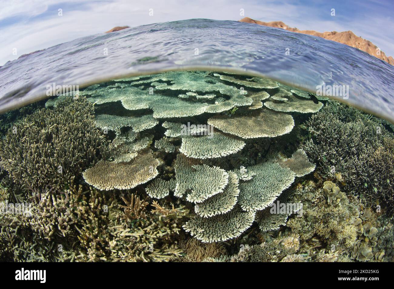 Reef Building An array of reef-building corals compete for space on a shallow ...