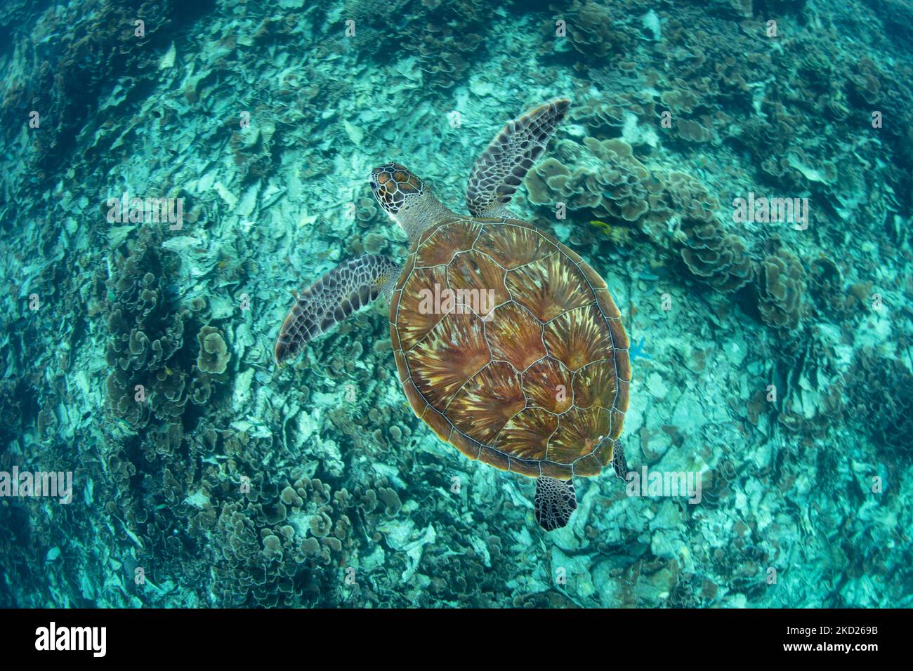 A Green sea turtle, Chelonia mydas, swims over a coral reef in Komodo National Park, Indonesia. This beautiful reptile is an endangered species. Stock Photo