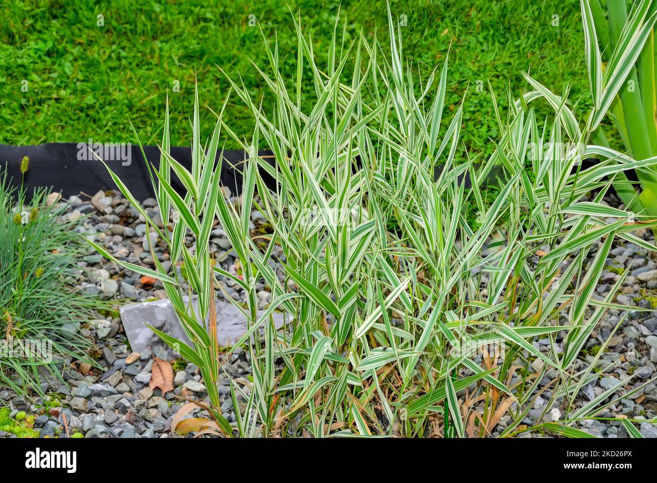 Arrhenatherum elatus 'Variegatum' (grasses) or French ryegrass - ornamental plant with long narrow variegated leaves for garden landscape design. Tall Stock Photo
