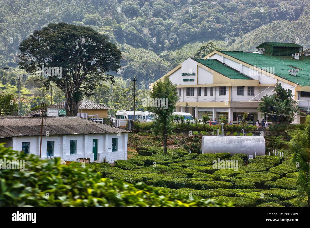 Mattupetty Tea Factory in Madupetty (Mattupetty), Idukki, Kerala, India