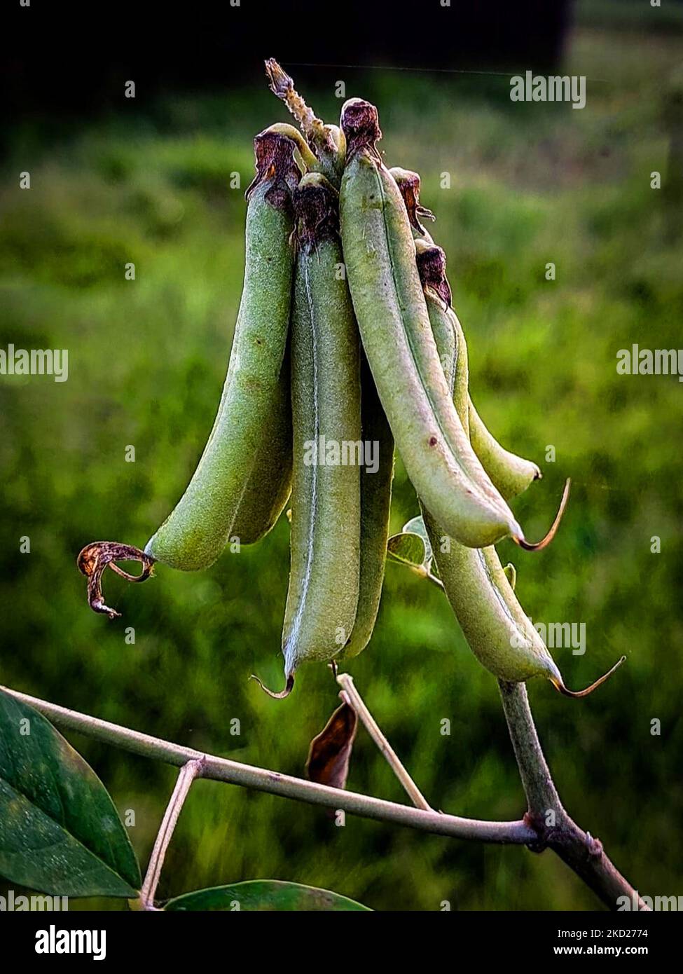 flower and background hd wallpaper free download Stock Photo - Alamy