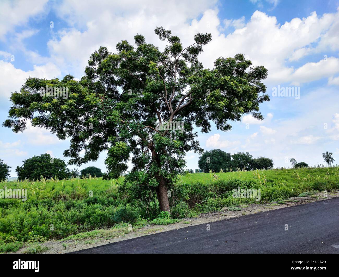 A beautiful shot of Indian lilac tree (Azadirachta indica) with green plants and grass around it Stock Photo