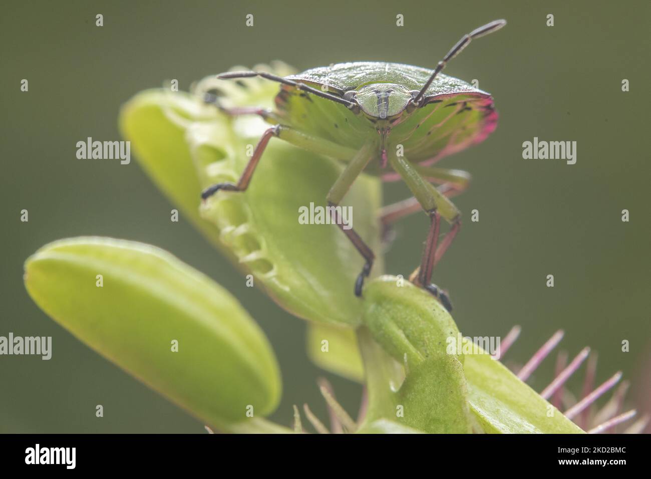 A shield bug also known as green vegetable bug or stink bug (Nezara