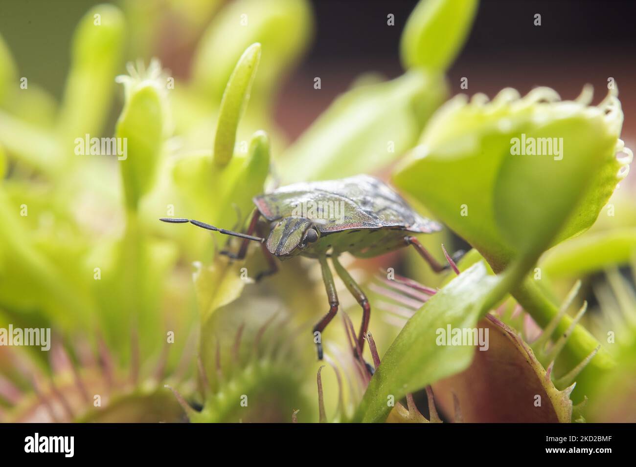A shield bug also known as green vegetable bug or stink bug (Nezara