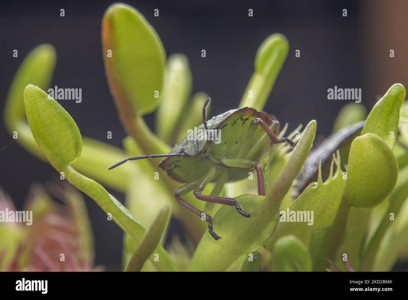 A shield bug also known as green vegetable bug or stink bug (Nezara