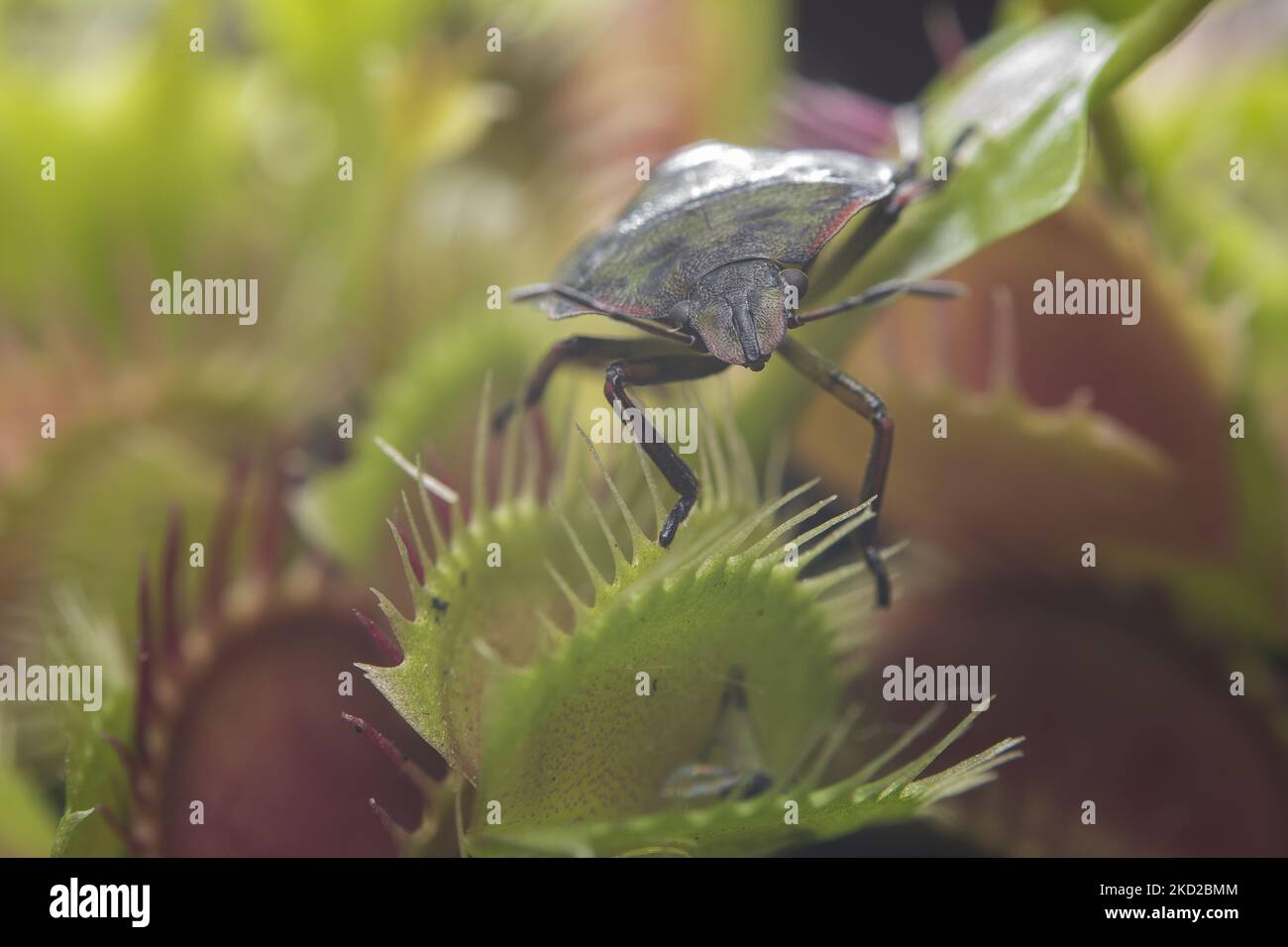 A shield bug also known as green vegetable bug or stink bug (Nezara