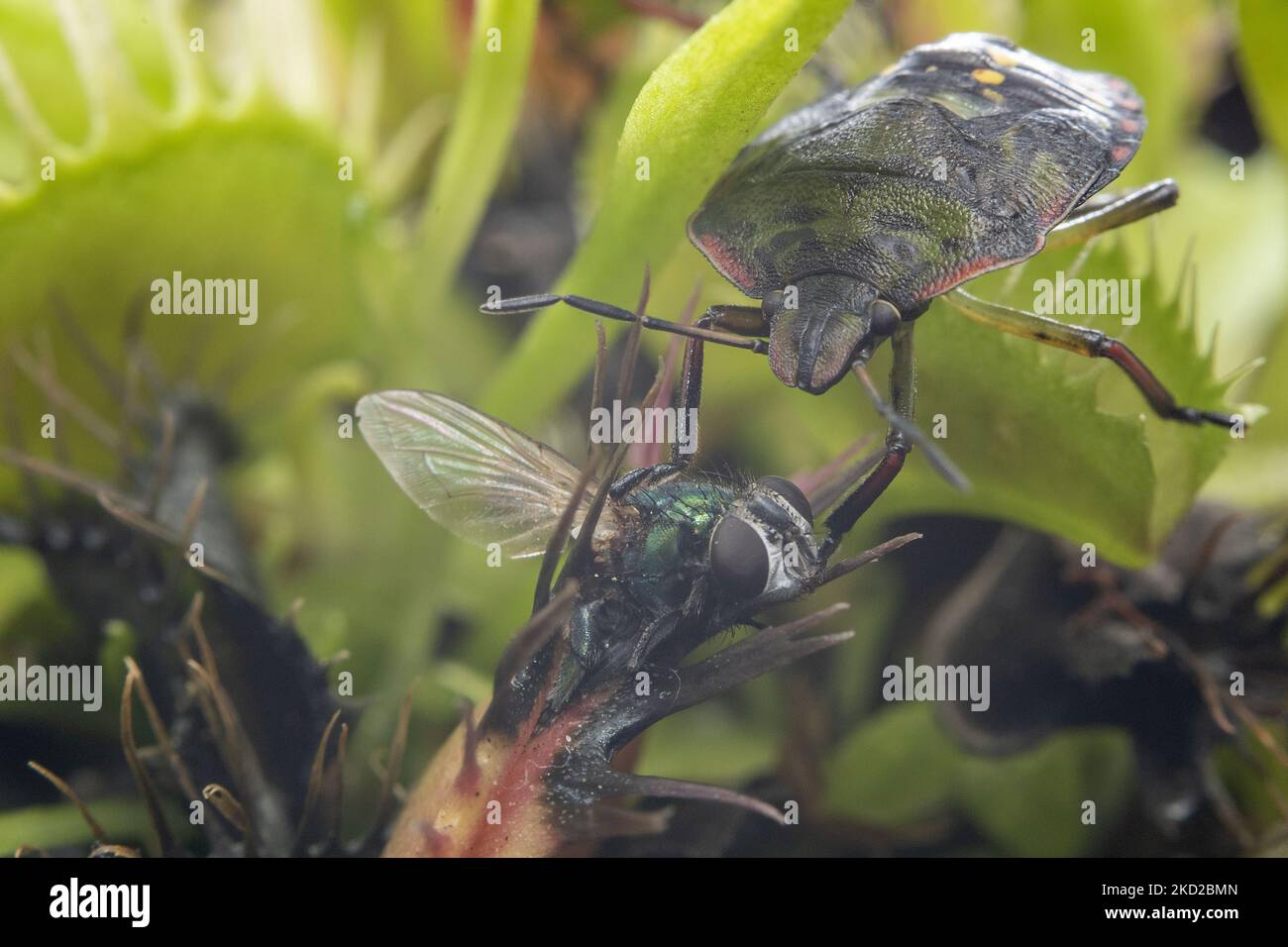 A shield bug also known as green vegetable bug or stink bug (Nezara